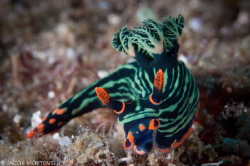 Nembrotha Kubaryana found in Buton South East Sulawesi by Jacob Mortensen 
